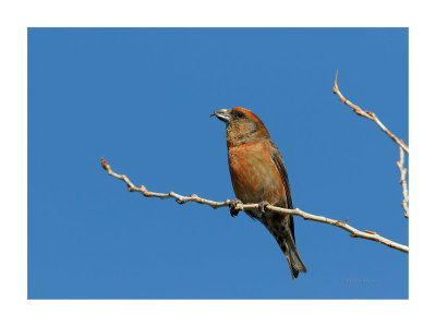 Cruza-bico --- Common Crossbill --- (Loxia curvirostra)