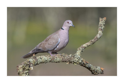 Rola-turca --- Collared Dove --- (Streptopelia decaocto)