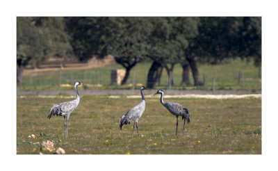 Grou --- Crane --- (Grus grus)