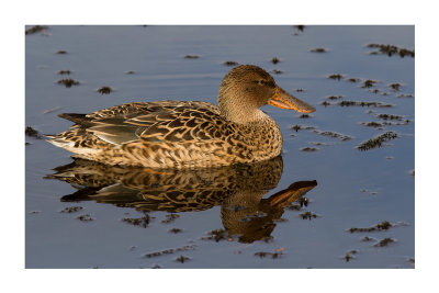 Pato-colhereiro --- Shoveler --- (Anas clypeata)