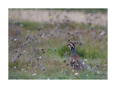 Perdiz --- Red-legged Partridge --- (Alectoris rufa)