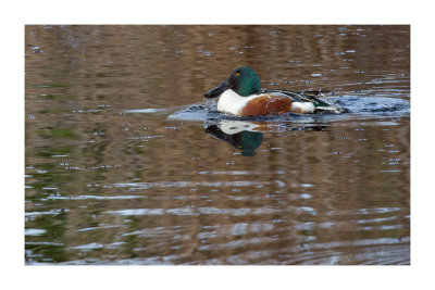 Pato-colhereiro --- Shoveler --- (Anas clypeata)