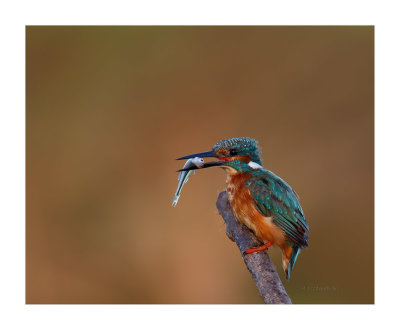 Guarda-rios --- Kingfisher --- (Alcedo atthis)