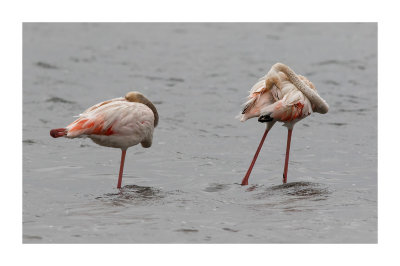 Flamingo --- Greater Flamingo --- (Phoenicopterus roseus)