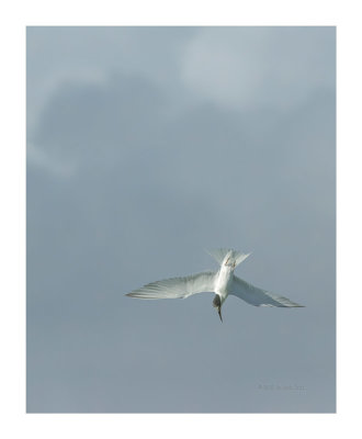 Garajau-comum --- Sandwich tern --- Thalasseus sandvicensis
