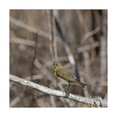 Felosa-musical --- Willow Warbler --- (Phylloscopus trochilus)