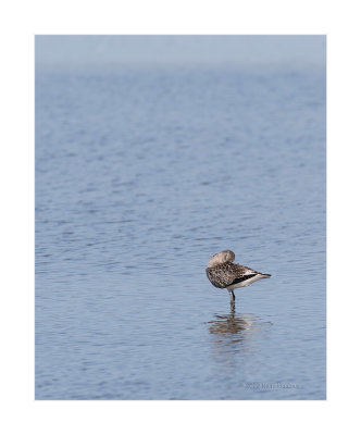 Tarambola-cinzenta --- Grey Plover --- (Pluvialis squatarola)