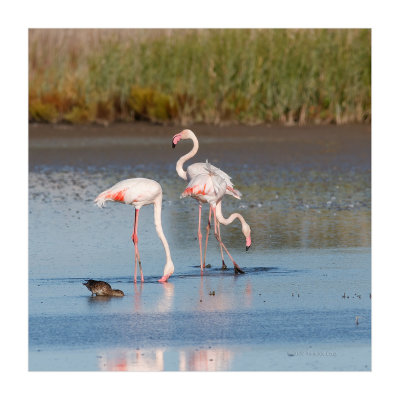 Flamingo --- Greater Flamingo --- (Phoenicopterus roseus)