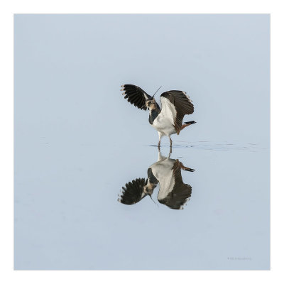 Abibe --- Lapwing --- (Vanellus vanellus)