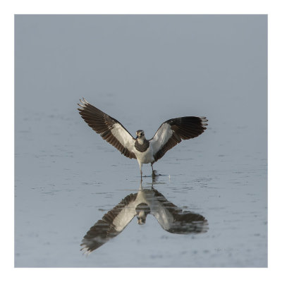 Abibe --- Lapwing --- (Vanellus vanellus)