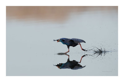 Camão --- Purple Gallinule --- (Porphyrio porphyrio)