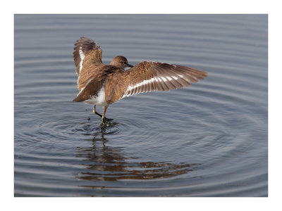 Maçarico-das-rochas --- Common Sandpiper --- (Actitis hypoleucos)