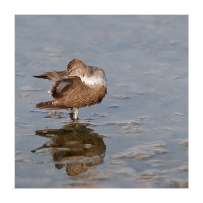 Maçarico-das-rochas --- Common Sandpiper --- (Actitis hypoleucos)