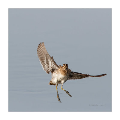 Narceja --- Snipe --- (Gallinago gallinago)