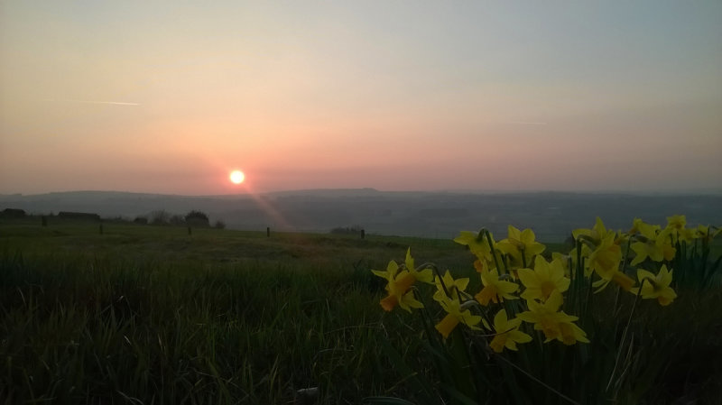 Daffodil sunset
