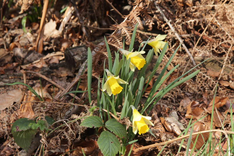 Native daffodils