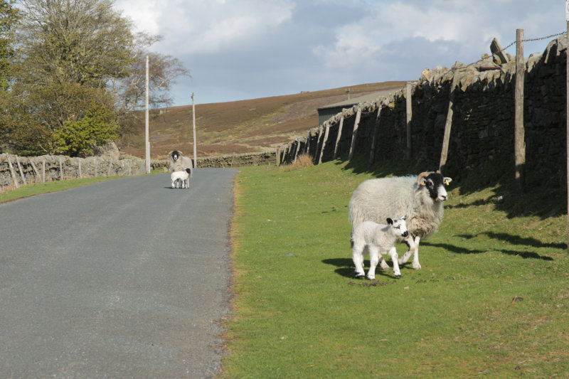 why did the sheep cross the road?