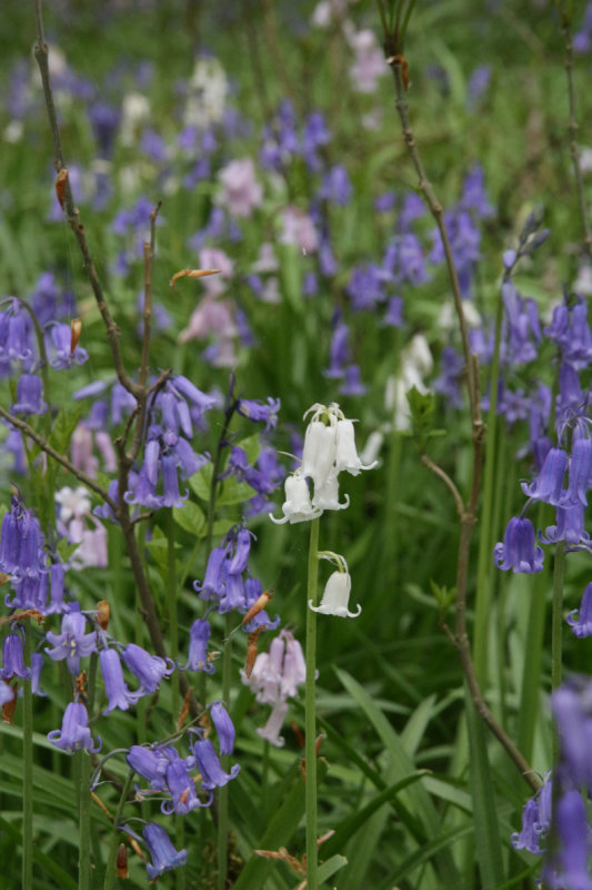 Bluebells also available in pink and white