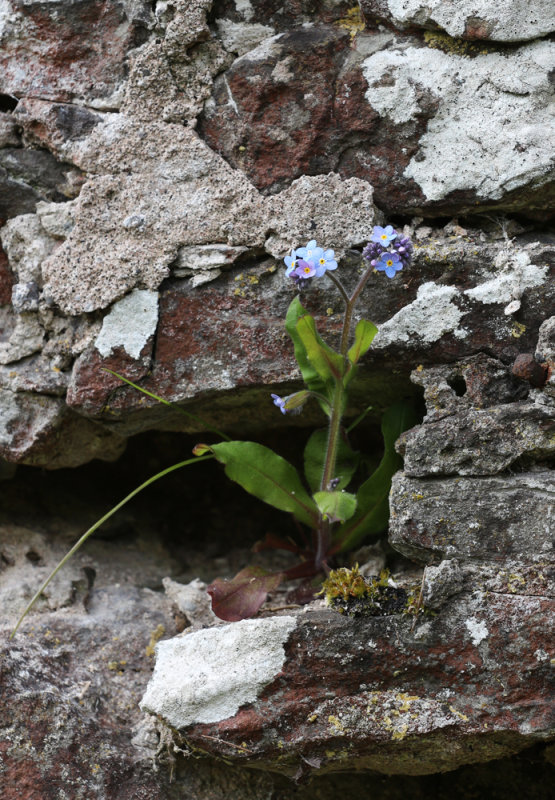 Garden wall forget-me-not