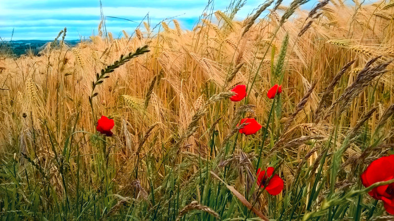 barley field edge