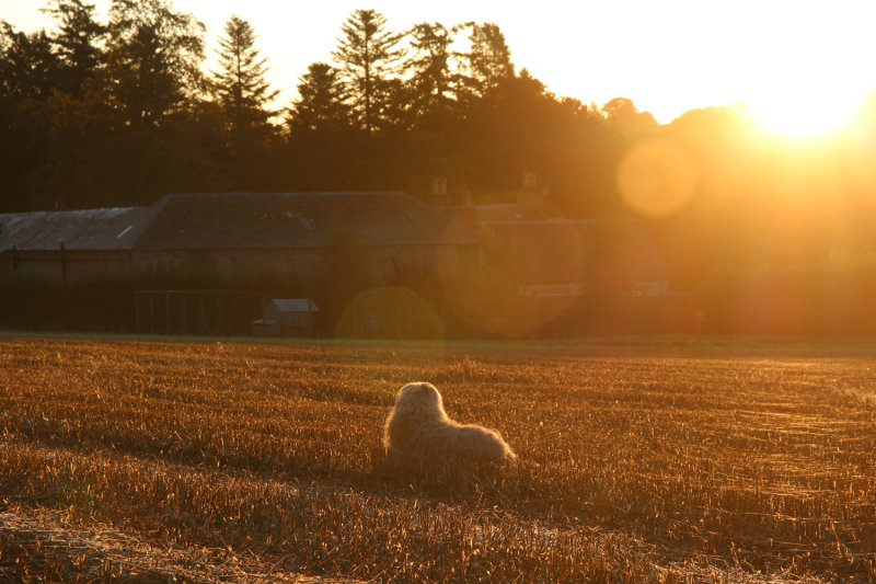 Ozzy taking in the sunrise