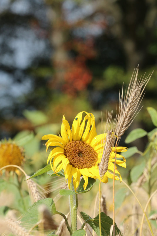 Sunflower