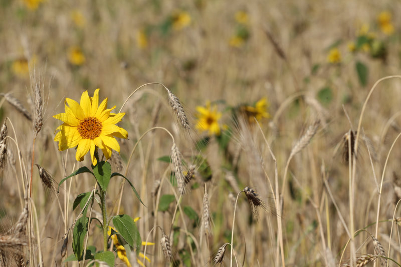  sunflower and seeds