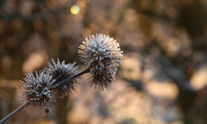 Frosted burrs