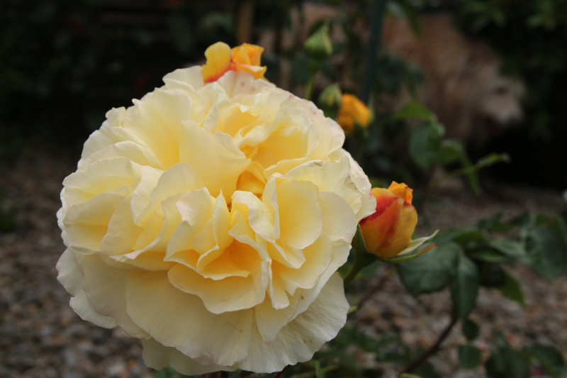 Yellow dog rose