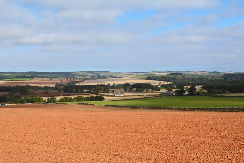 Ginger soil