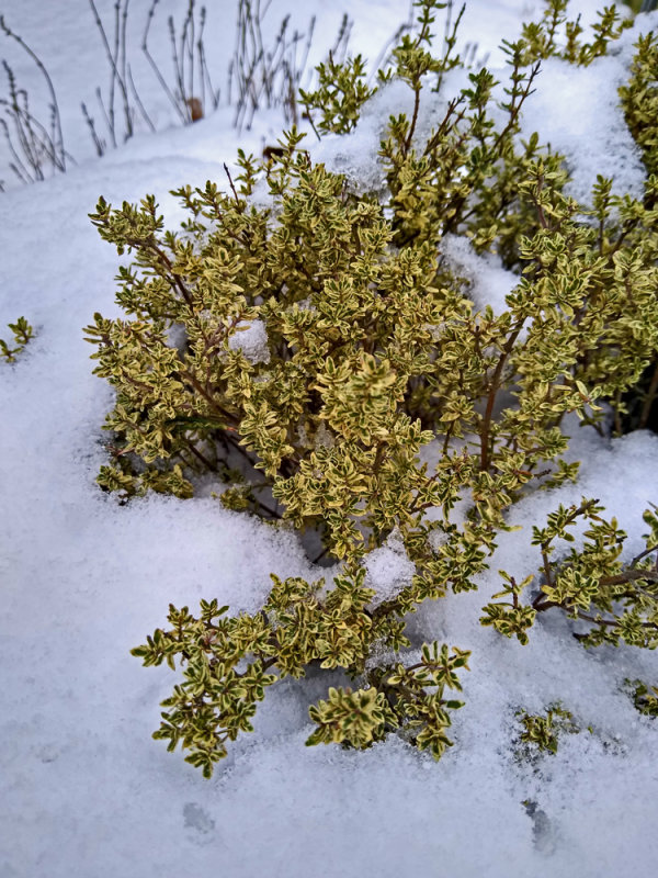Winter Thyme