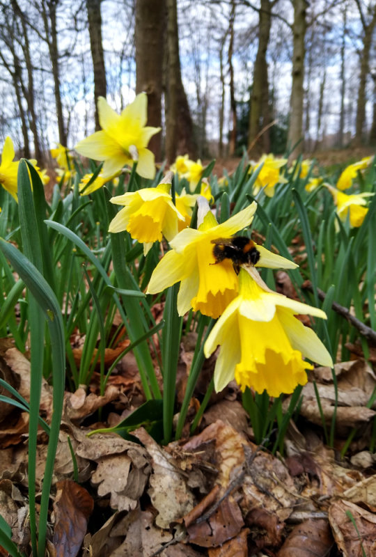Native Daffodils
