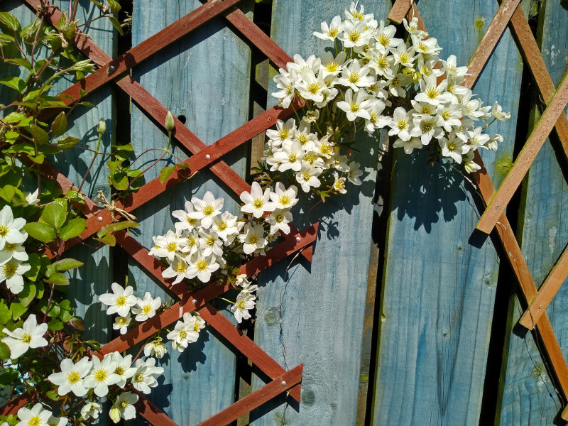 White Clematis on a blue fence