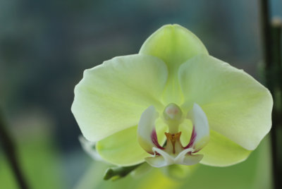 Mandy's Orchids