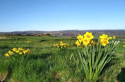 More Daffodils