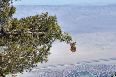 Pine cones at 8,300 feet