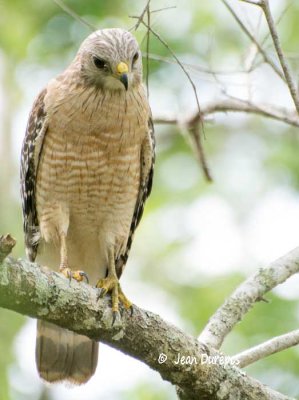 Birds of Prey