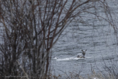 Mule Deer Doe on ice in river