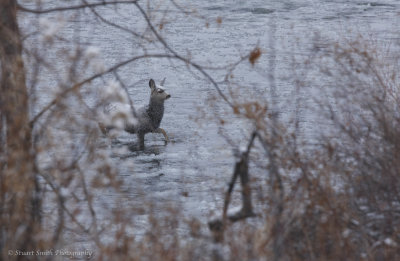 Mule Deer doe walking through river
