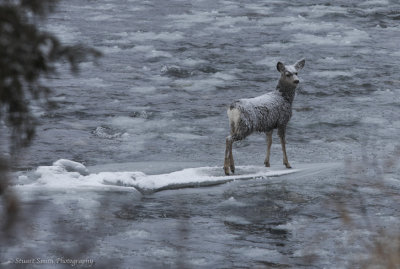 Mule Deer Doe on ice in the Salmon River
