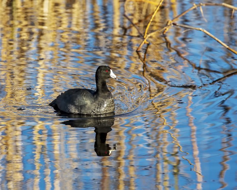 American_Coot-20200104-071717-61.jpg