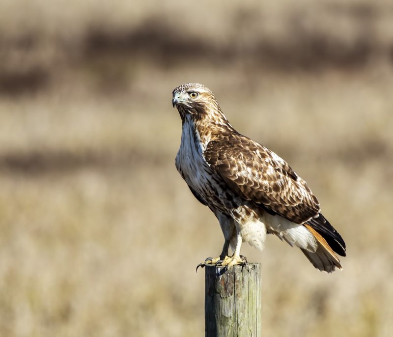 Red-Tailed_Hawk-20200104-093508-66.jpg