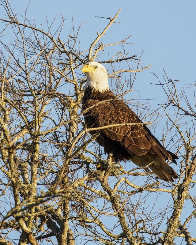 Bald_Eagle-20200104-065127-94.jpg