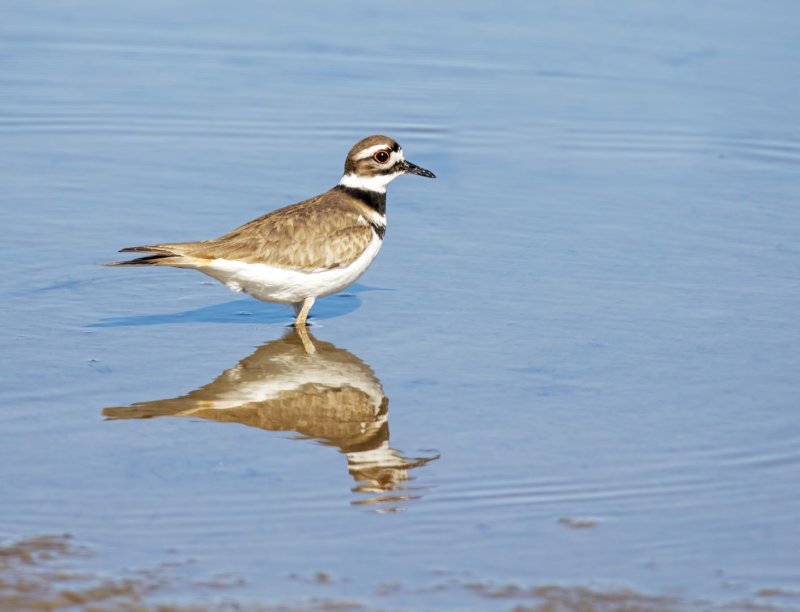 Killdeer-20200104-121435-27.jpg