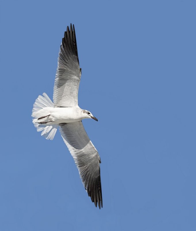 Laughing_Gull-20200104-105934-00.jpg