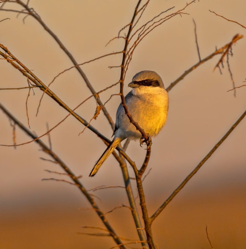 Loggerhead_Shrike-20200104-062236-38.jpg