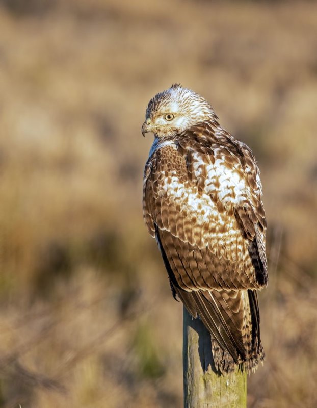 Red-Tailed_Hawk-20200104-064057-93.jpg