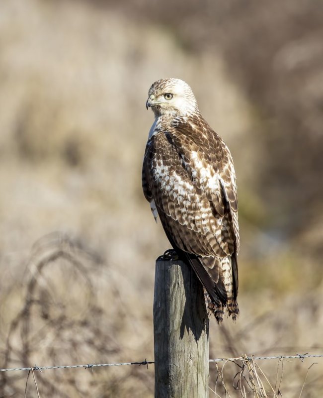 Red-Tailed_Hawk-20200104-093811-56.jpg