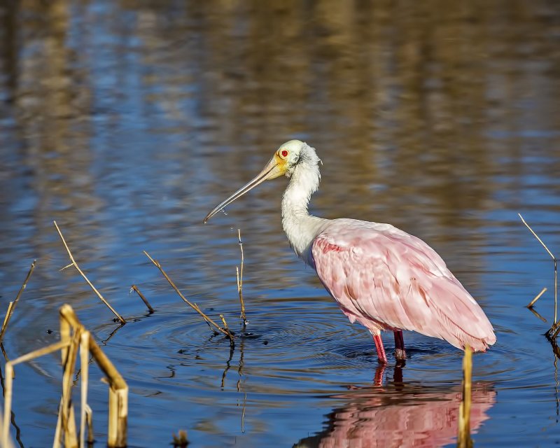 Roseate_Spoonbill-20200104-080839-63.jpg