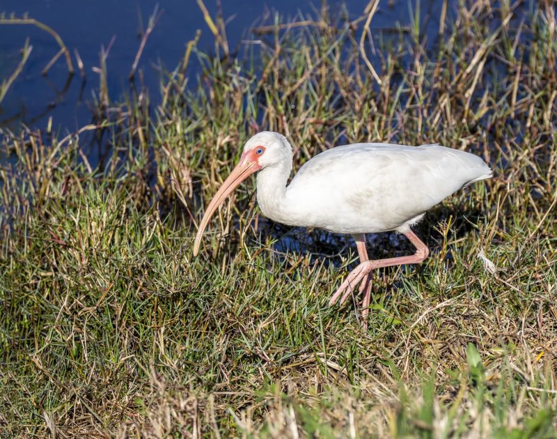 White_Ibis-20200104-090704-54.jpg